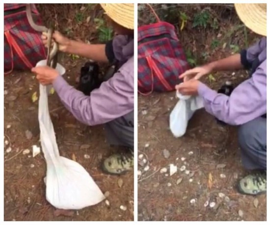 大叔被蛇咬伤后:竟这样自救（图）