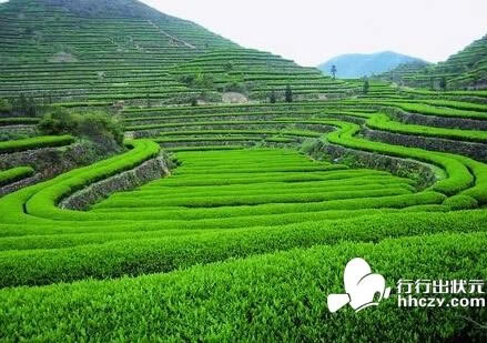 天山绿茶的功效与作用:天山绿茶茶叶特点功效品质特征介绍 天山绿茶的功效与作用:天山绿茶茶叶特点功效品质特征介绍