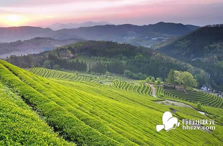 天山绿茶的功效与作用:天山绿茶茶叶特点功效品质特征介绍 天山绿茶的功效与作用:天山绿茶茶叶特点功效品质特征介绍