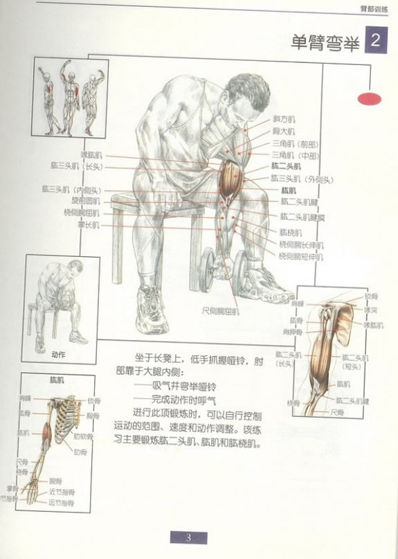 哑铃锻炼全身各部位肌肉方法图解(组图)