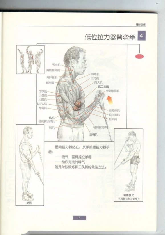 哑铃锻炼全身各部位肌肉方法图解（组图）