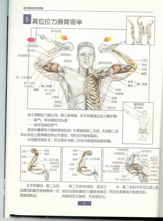 哑铃锻炼全身各部位肌肉方法图解（组图）