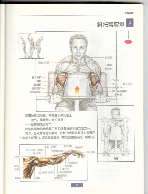 哑铃锻炼全身各部位肌肉方法图解（组图）