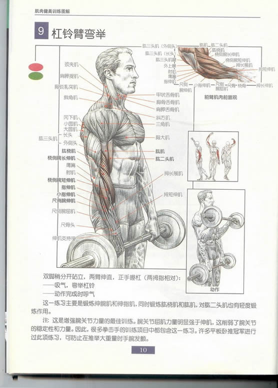 哑铃锻炼全身各部位肌肉方法图解（组图）