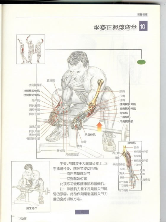 哑铃锻炼全身各部位肌肉方法图解（组图）