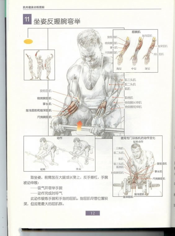 哑铃锻炼全身各部位肌肉方法图解（组图）