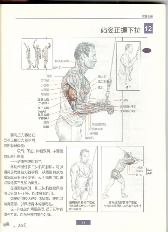 哑铃锻炼全身各部位肌肉方法图解(组图)