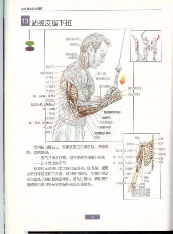 哑铃锻炼全身各部位肌肉方法图解（组图）