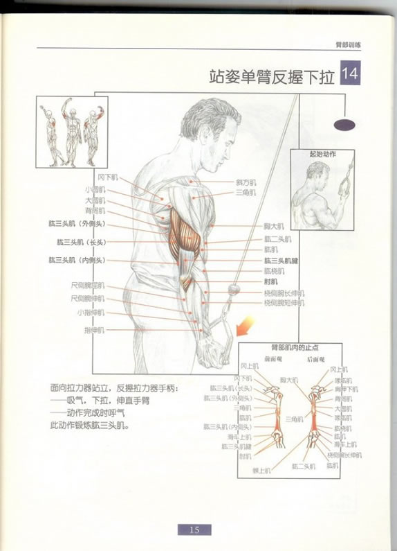 哑铃锻炼全身各部位肌肉方法图解（组图）