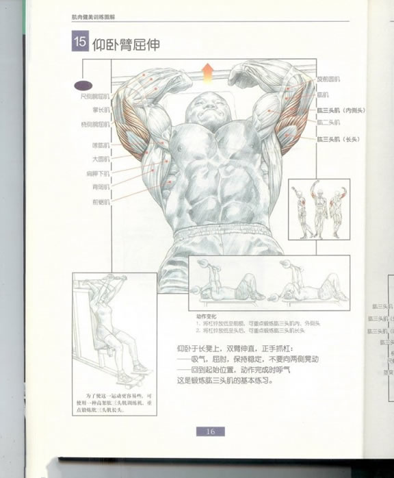 哑铃锻炼全身各部位肌肉方法图解（组图）