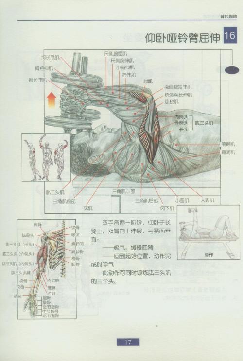 哑铃锻炼全身各部位肌肉方法图解（组图）