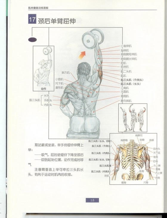 哑铃锻炼全身各部位肌肉方法图解（组图）