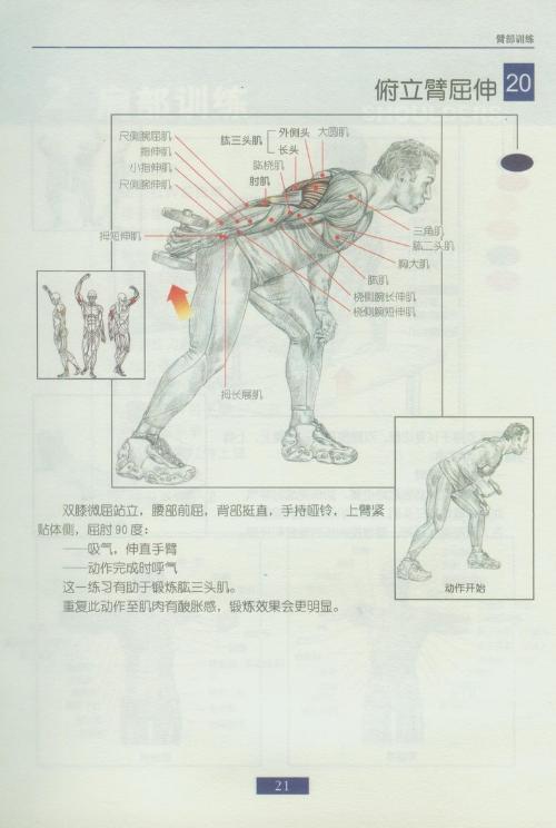 哑铃锻炼全身各部位肌肉方法图解（组图）