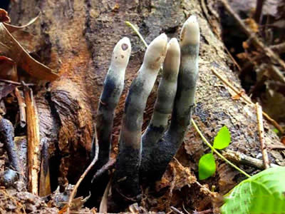 山里见到它千万别碰：地狱之手（组图）