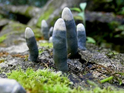 山里见到它千万别碰：地狱之手（组图）