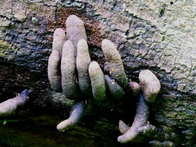 山里见到它千万别碰：地狱之手（组图）