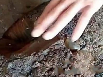 惊！水塘这东西竟然价值百万（图）