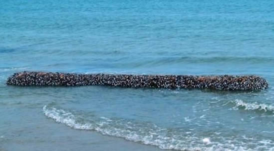 小伙海滨发现海滨一浮木 看到后直哆嗦(组图) 小伙海滨发现海滨一浮木 看到后直哆嗦(组图)