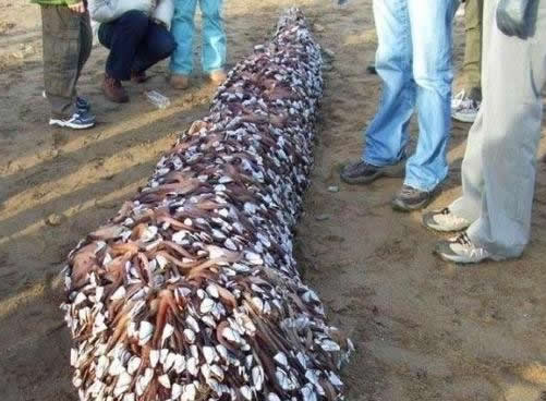 小伙海滨发现海滨一浮木 看到后直哆嗦(组图) 小伙海滨发现海滨一浮木 看到后直哆嗦(组图)