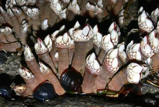 小伙海滨发现海滨一浮木 看到后直哆嗦(组图) 小伙海滨发现海滨一浮木 看到后直哆嗦(组图)