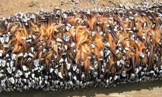 小伙海滨发现海滨一浮木 看到后直哆嗦(组图) 小伙海滨发现海滨一浮木 看到后直哆嗦(组图)