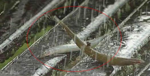 下暴雨时落下一路的鱼 村民都看傻了!（组图）