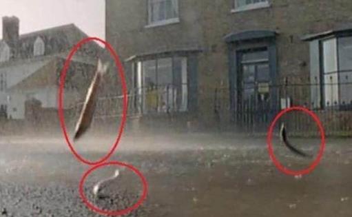 下暴雨时落下一路的鱼 村民都看傻了!（组图）