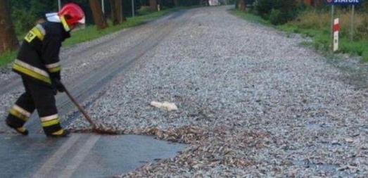 下暴雨时落下一路的鱼 村民都看傻了!（组图）