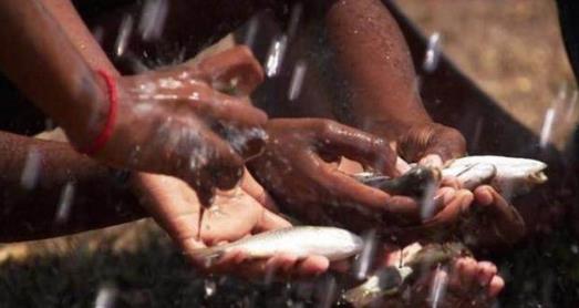 下暴雨时落下一路的鱼 村民都看傻了!（组图）