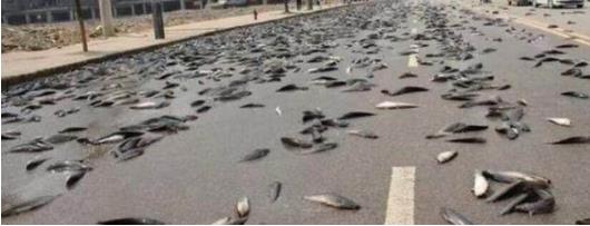 下暴雨时落下一路的鱼 村民都看傻了!（组图）