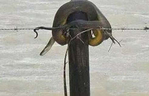 暴雨天碰到这个要赶紧逃命! 暴雨天碰到这个要赶紧逃命!