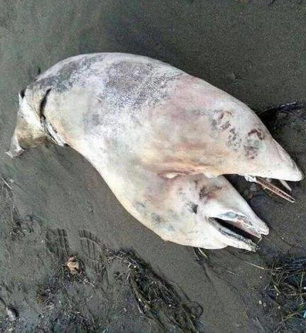 海滩惊现双头海豚尸体：连体或因辐射、污染所致