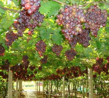 什么水果养胃:吃什么水果可以养胃呢? 什么水果养胃:吃什么水果可以养胃呢?