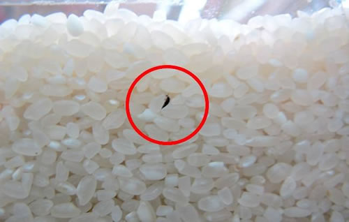 大米生虫子怎么办:教你4招驱虫方法 大米生虫子怎么办:教你4招驱虫方法