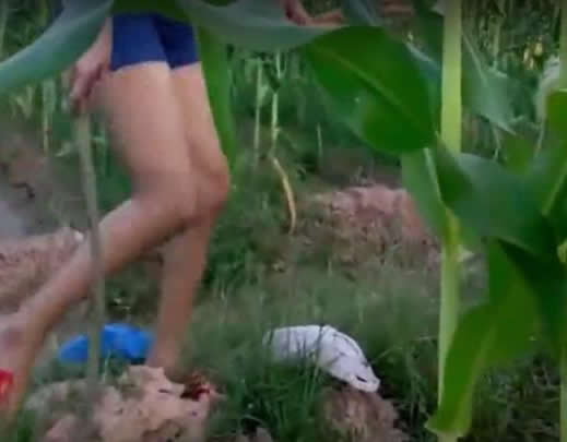 女子嫁到农村在玉米地里干活:遇到一个吓人的家伙 女子嫁到农村在玉米地里干活:遇到一个吓人的家伙