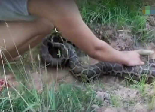 女子嫁到农村在玉米地里干活:遇到一个吓人的家伙 女子嫁到农村在玉米地里干活:遇到一个吓人的家伙