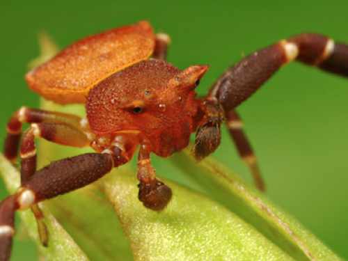 世界上最大的蜘蛛:10种巨型蜘蛛大盘点(图) 世界上最大的蜘蛛:10种巨型蜘蛛大盘点(图)