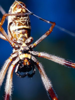 世界上最大的蜘蛛:10种巨型蜘蛛大盘点(图) 世界上最大的蜘蛛:10种巨型蜘蛛大盘点(图)