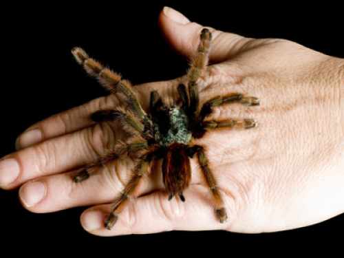 世界上最大的蜘蛛：10种巨型蜘蛛大盘点（图）