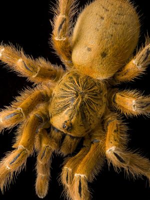 世界上最大的蜘蛛：10种巨型蜘蛛大盘点（图）