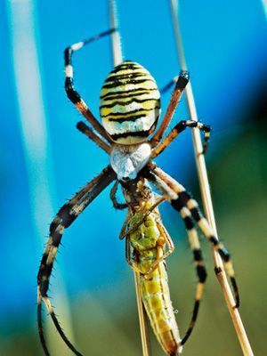 世界上最大的蜘蛛：10种巨型蜘蛛大盘点（图）