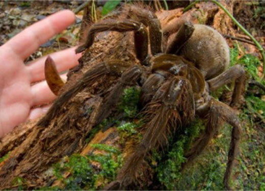 世界上最大的蜘蛛：10种巨型蜘蛛大盘点（图）