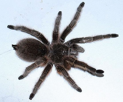 世界上最大的蜘蛛捕食小鸟 惊呆围观群众(图) 世界上最大的蜘蛛捕食小鸟 惊呆围观群众(图)