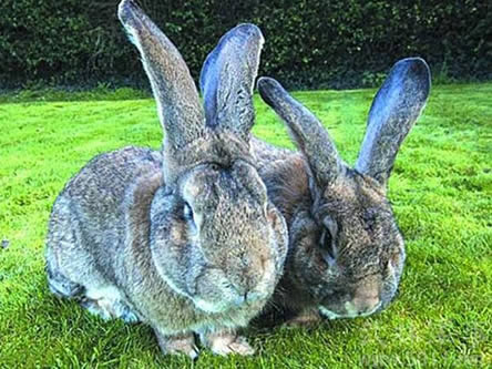 动物巨无霸世界上最大的兔子体长超13米图
