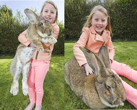 【动物巨无霸】世界上最大的兔子:体长超1.3米(图) 【动物巨无霸】世界上最大的兔子:体长超1.3米(图)