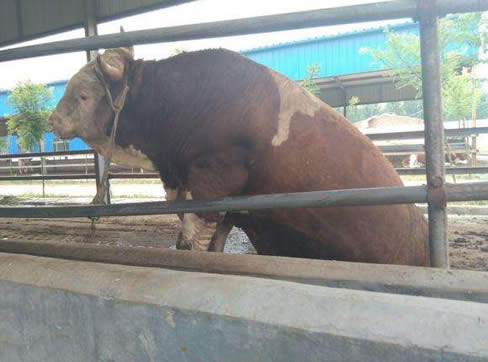 不能解释的农村怪事 牛能见到逝去很久的亲人