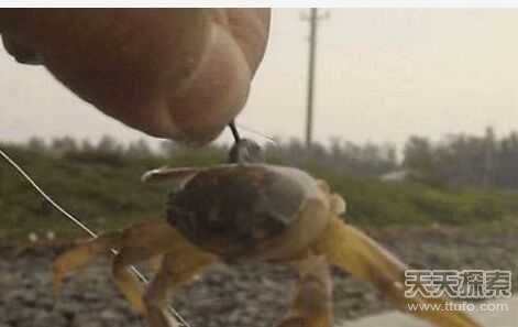 男子用小螃蟹钓鱼 下幕不敢相信(组图) 男子用小螃蟹钓鱼 下幕不敢相信(组图)