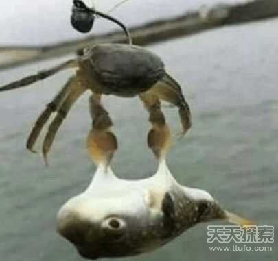 男子用小螃蟹钓鱼 下幕不敢相信(组图) 男子用小螃蟹钓鱼 下幕不敢相信(组图)
