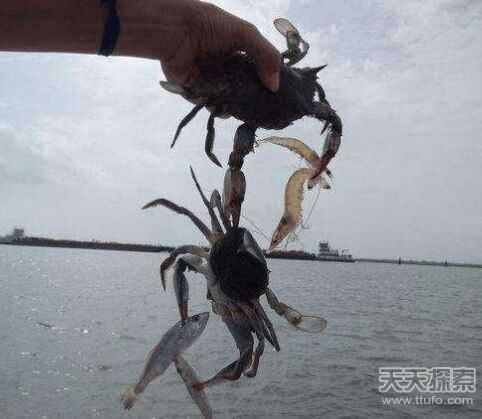 男子用小螃蟹钓鱼 下幕不敢相信(组图) 男子用小螃蟹钓鱼 下幕不敢相信(组图)