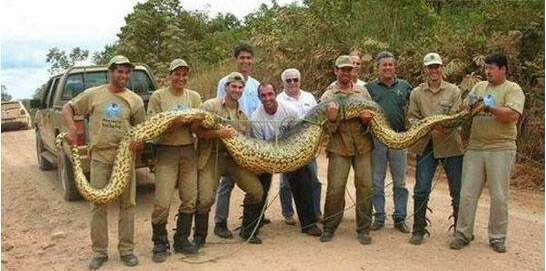 世界上最大的蟒蛇：绿水蟒世界上最大长8.9米巨蟒